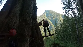 Cutting Down a Massive Tree! | Tree Falling in Real Time in the Pacific Northwest