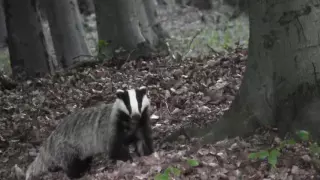 jazvec lesný | European badger | borsuk | Dachs | borz