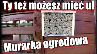 Zrób sobie ul | Murarka ogrodowa | Zapylanie roślin