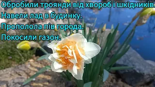 САД У КВІТНІ дуже ГАРНИЙ🪻🌷🦋Але і РОБОТИ БАГАТО#обробкатроянд#посівбуряка#город#квіти#садвквітні#сад