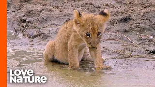 Weak "Misfit" Lion Cub Gets Second Chance in Life | Love Nature