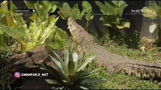 Sehari Bersama Panji Merawat Langsung Buaya Muara - Teman Panji