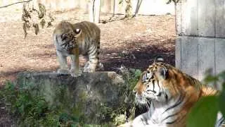 Tiger Cubs, Copenhagen Zoo August 2013