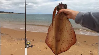 How To Catch Squid Off The Beach