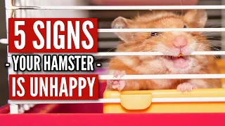 5 Signs your Hamster is UNHAPPY