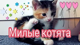 Котята,4 недели.