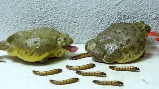 Giant African Bullfrog Tried To Eat Worms! Warning Live Feeding