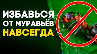 УНИВЕРСАЛЬНОЕ СРЕДСТВО ОТ МУРАВЬЁВ ДОМА И НА ДАЧЕ! ОТ ЧЕГО ПОГИБНУТ МУРАВЬИ?  Димон и пумба