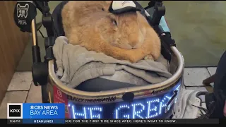 Popular Bay Area rabbit Alex the Great helping bring smiles to residents