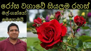 රෝස වගාවේ සියලුම රහස් All the secrets of rose cultivation හැමදාම මල් පිපෙන්න රෝස හදන්නේ මෙවිදිහට