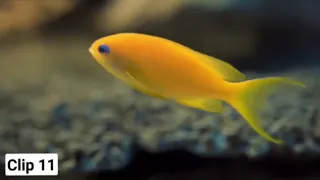 Underwater creatures video-Video footage of ocean creatures-Natures footage of the ocean creatures
