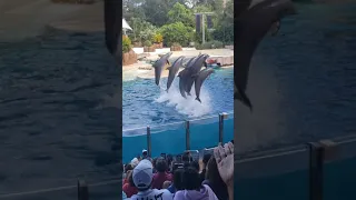 enjoying the dolphins in the aquarium dolphin - disfrutando de los delfines en el acuario