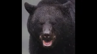 This Black Bear Cracked Renee Levow's Skull