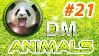 Приколы с животными подборка июль 2014 / Funny animals compilation July 2014