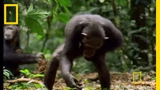 Chimps & Tools | National Geographic