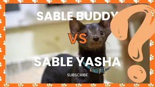 Соболь Бадди и соболь Яша sables Buddy and Yasha are playing