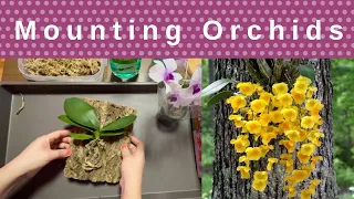 How to mount an orchid/Care and Tips/Tutorial for beginners