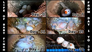 Baby Finches Growth from Day 1 to 30 | From egg to an Adult