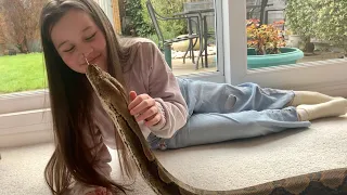 Reticulated Python leans in for hug and adoration.