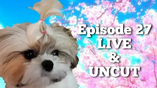 Mikki Shih Tzu Daily Routine | Episode 27 LIVE AND UNCUT