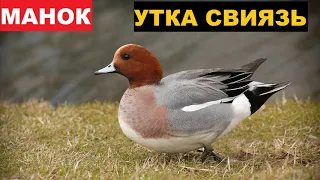 🔊ЗВУК (ГОЛОС) УТКА СВИЯЗЬ 2