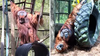 Harry the 300lb Orangutan LOVES to Swing!
