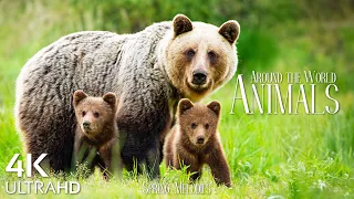 Cute Animals 4K UltraHD - Animal Families - Relaxation Film by Peaceful Relaxing Music