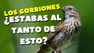 Descubriendo el Lado Oculto de los Gorriones #naturaleza