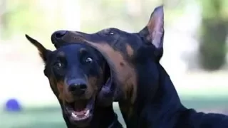 Top Funniest Doberman