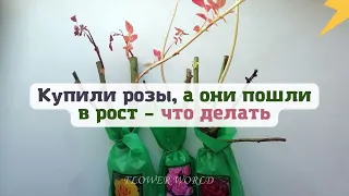 Купили розы, а они пошли в рост – что делать?🥀