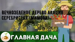 Вечнозеленое дерево акация серебристая (мимоза)