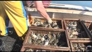 Fishing for Blue Crab on Southern Pamlico Sound