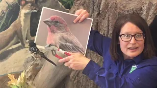 Bird Beak Adaptations Elementary Age Lesson
