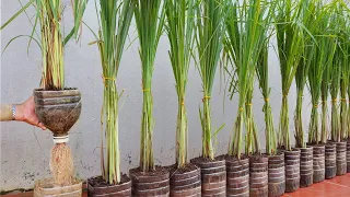 This is how I grow lemongrass for my family, it grows quickly and many tuber