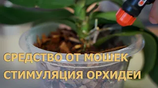 Средство от мошек на орхидеях. Стимуляция орхидеи, 2 способа.