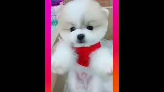 【Compilation】Dog Pet Puppy Pomeranian Grooming Teddy bear style ! dogs story ! #short 57