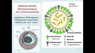 Дубынин В. А. - Физиология иммунитета - Грипп и коронавирус