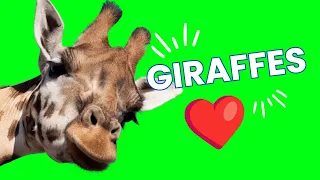 5 Fun Facts About Giraffes: Beyond the Long Neck