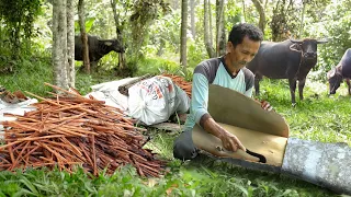 Primitive Way They Scrape Tons of Cinnamon Sticks By Hand