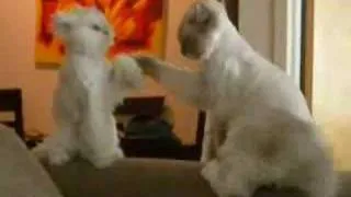 Karate Cat