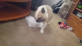 Sophie the Bulldog enjoying some paper