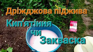 Як підживити помідори дріжджами/// Дріжджова підживка для рослин на Дачі@Dacha_Sad_Gorod