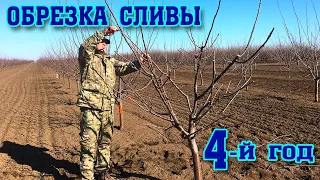 Правильная ОБРЕЗКА СЛИВЫ/4-й год после посадки/опытный участок/pruning plums for the 4rd year