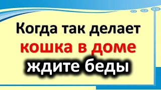 Когда так делает кошка в доме, ждите беды. Магия кошек. Как впустить в свой дом деньги и удачу