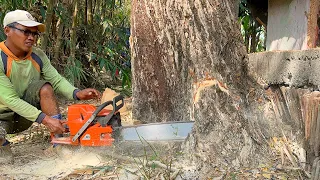 High risk !! Felling of 2 trees close to the building, Stihl ms 881.