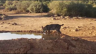 Odrina bebiendo agua en un hide de Peñalajo