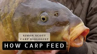 Simon Scott - How Carp Feed