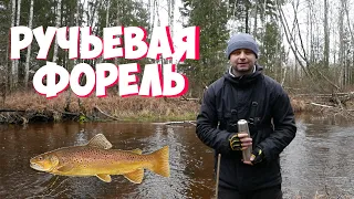 Ловля ручьевой форели в Эстонии. Удалось снять стайку форели под водой.