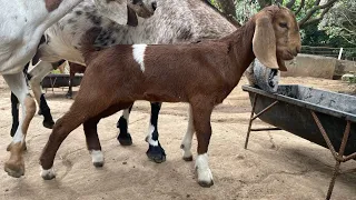 Goat at Masuqui Integrated Farm