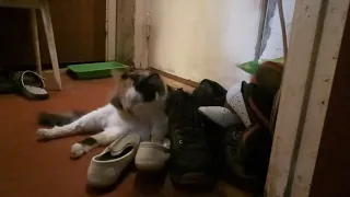 Почему кошки любят человеческую обувь